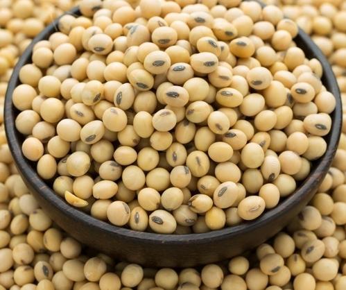پرورش سویا از طریق بذر